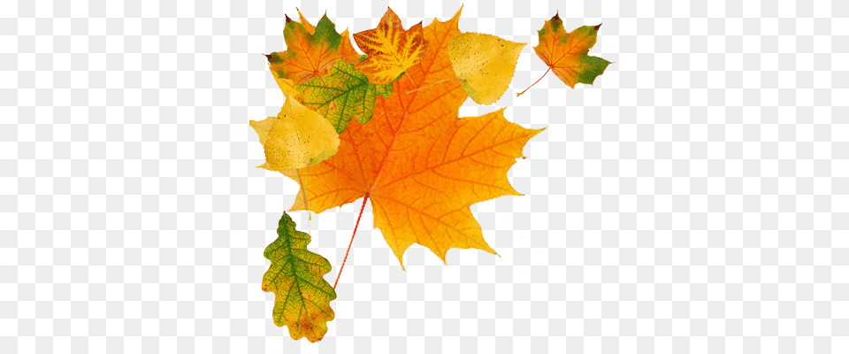Autumn Leaves Green, Leaf, Plant, Tree, Maple Png