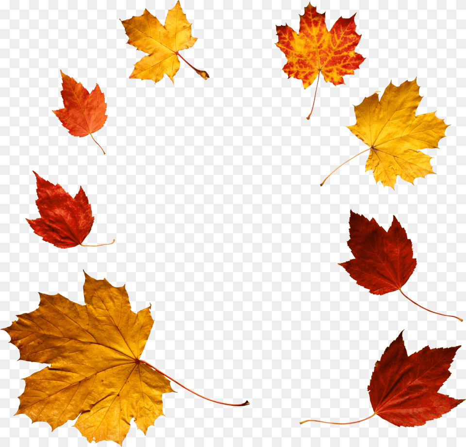 Autumn Leaves Icon Autumn, Leaf, Maple, Plant, Tree Free Transparent Png