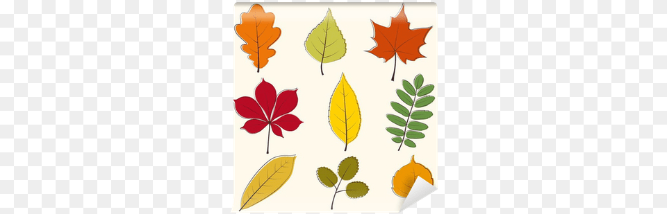 Autumn Leaves Icon Wall Mural U2022 Pixers We Live To Change Autumn Leaves Icon, Leaf, Plant, Tree, Maple Leaf Free Png