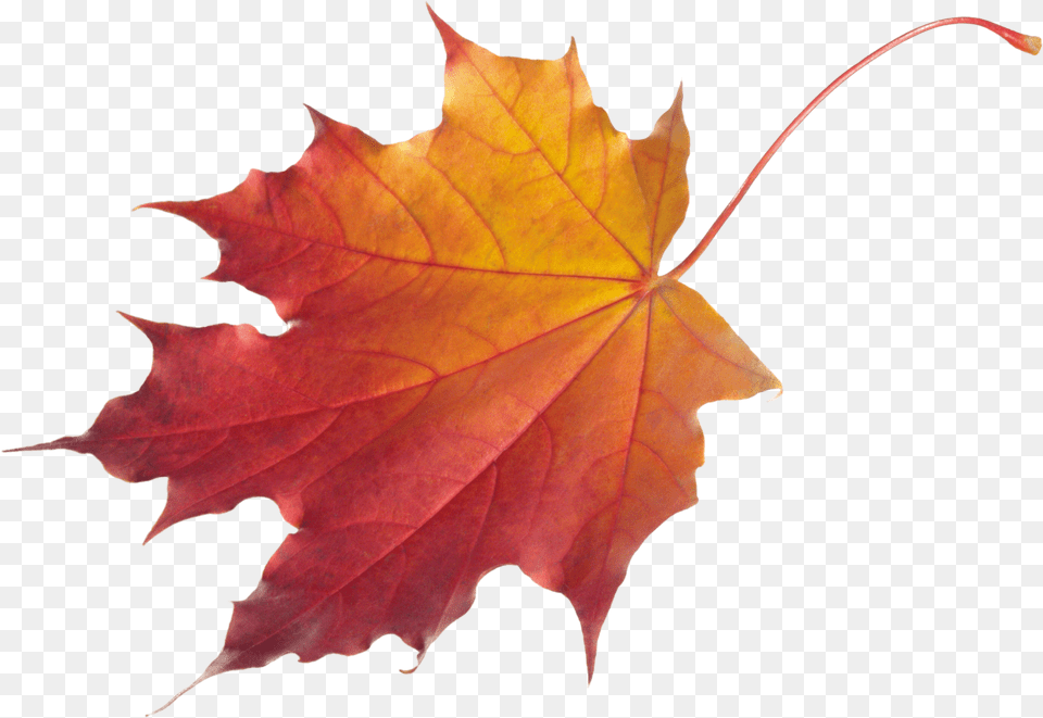 Autumn Leaves Image Autumn Leaves Free Transparent Png