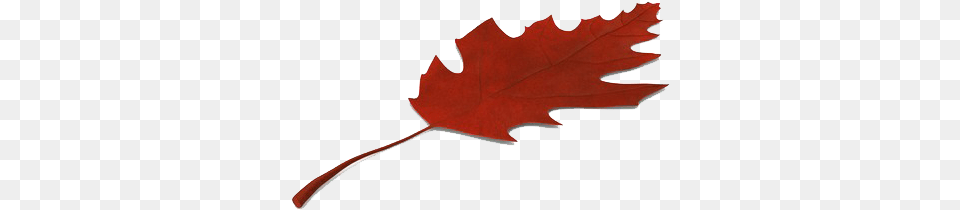 Autumn Leaves Hd Maple Leaf, Plant, Maple Leaf, Tree, Animal Png Image