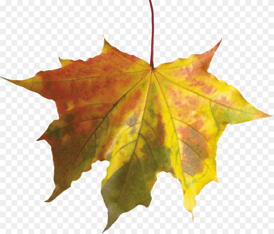 Autumn Leaves Image Purepng Cc0 Fall Leaf Without Background, Plant, Tree, Maple, Maple Leaf Png
