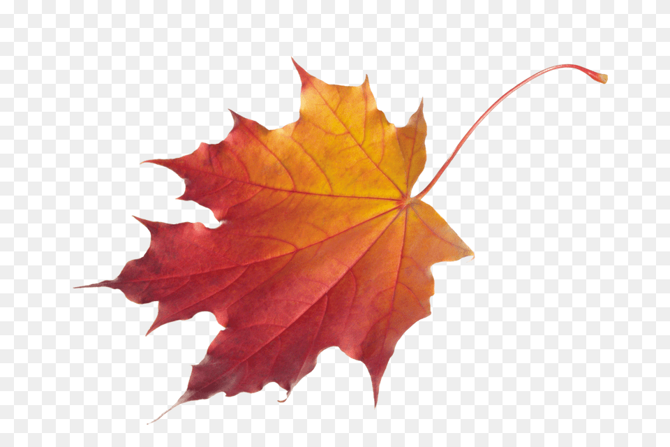 Autumn Leaves Image Transparent Autumn Leaf Free Png