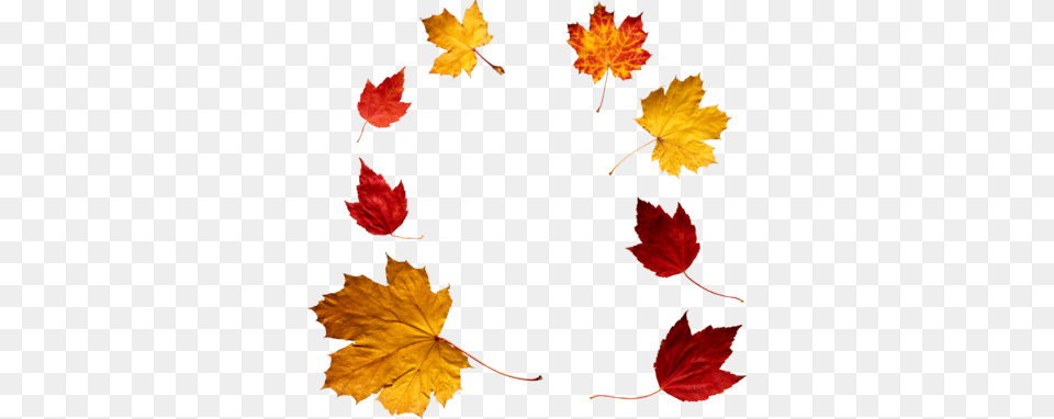 Autumn Leaves Images Transparent Download, Leaf, Maple, Plant, Tree Free Png