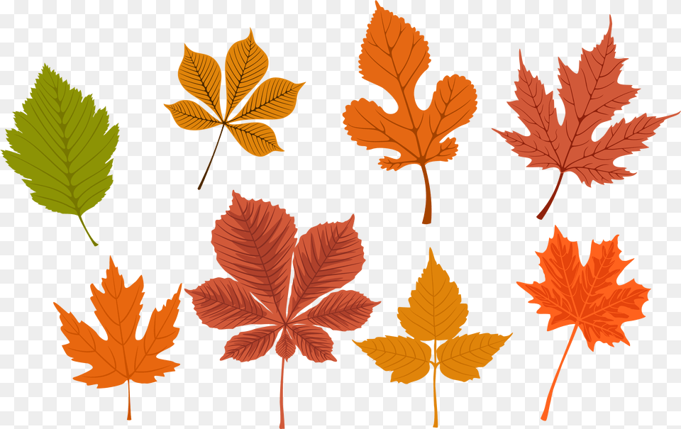 Autumn Leaves Konfest, Leaf, Plant, Tree, Maple Leaf Png Image