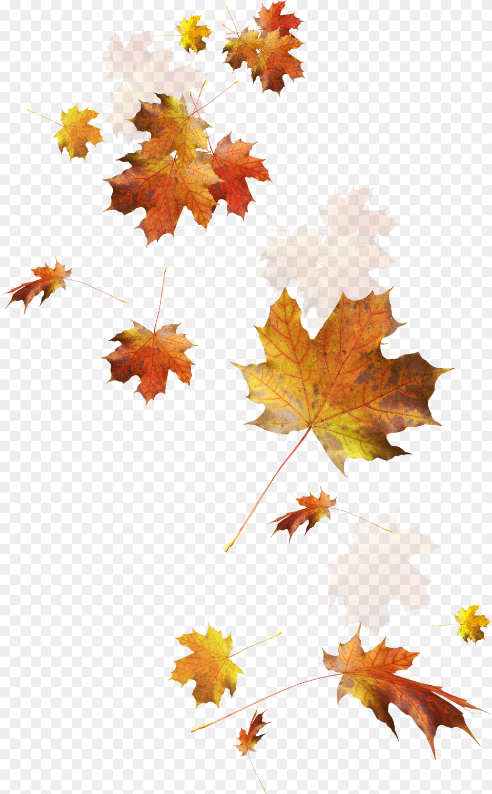 Autumn Leaves Leaf Color Fall Autumn Leaves, Maple, Plant, Tree, Maple Leaf Free Transparent Png