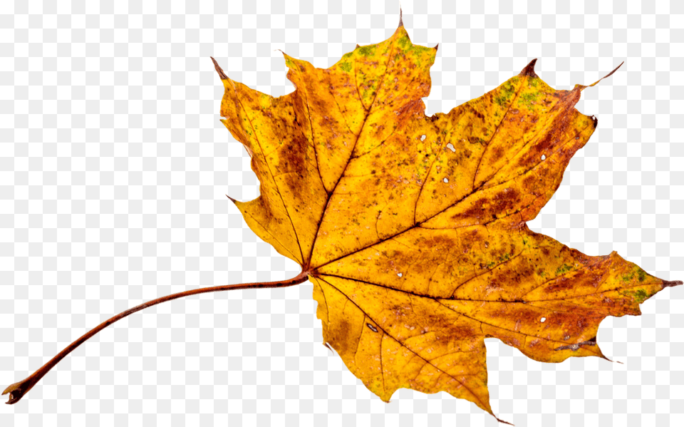 Autumn Leaves Leaf Foglie Autunno, Plant, Tree, Maple, Maple Leaf Free Png Download