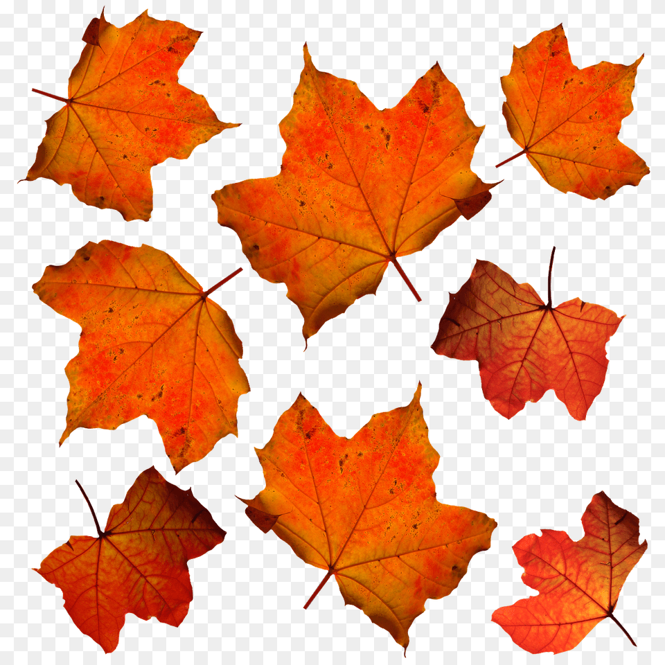 Autumn Leaves Leaf Images Leafs 7png Snipstock Hojas De Color Naranja, Maple, Plant, Tree, Maple Leaf Png