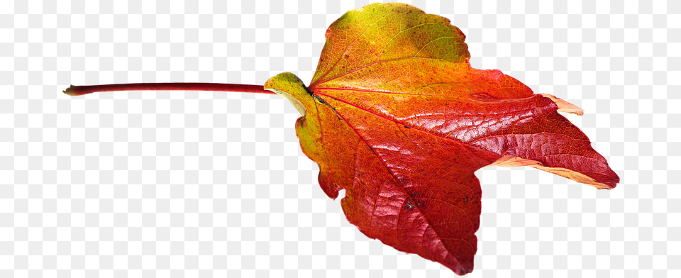 Autumn Leaves Leaf Transparent Fall Color Autumn Leaves, Maple, Plant, Tree Png Image