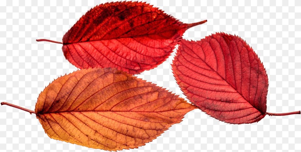 Autumn Leaves Leaf Transparent Fall Color Colorful Autumn Leaves, Plant Free Png Download