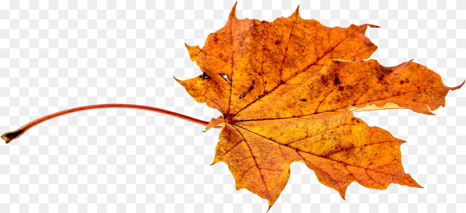 Autumn Leaves Leaf Transparent Fall Color Leaf Autumn Fall Png