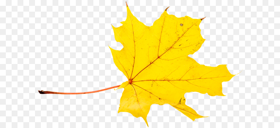 Autumn Leaves Leaf Transparent Fall Color Maple Leaf, Plant, Tree, Maple Leaf Free Png Download