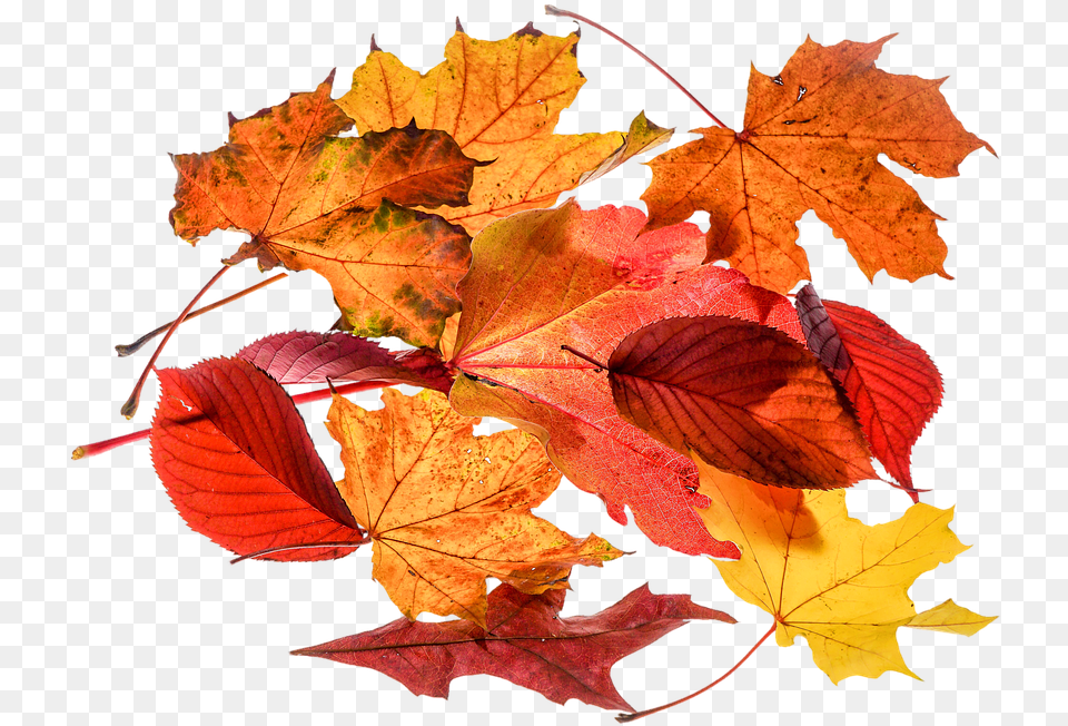 Autumn Leaves Leaf Transparent Foglie, Maple, Plant, Tree, Maple Leaf Png Image