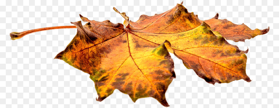 Autumn Leaves On The Ground, Leaf, Plant, Tree, Maple Free Png Download