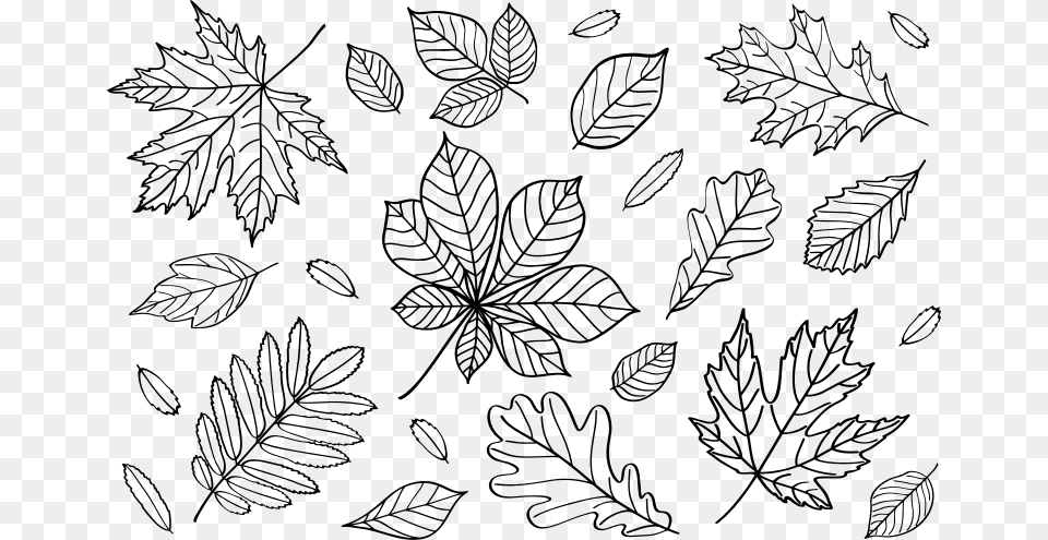 Autumn Leaves Outlines Outline Fall Leaves Clip Art, Gray Png Image