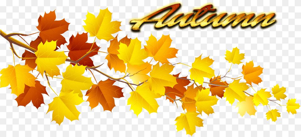 Autumn Leaves Pic Autumn Tree Leaves, Leaf, Plant, Maple, Maple Leaf Free Png Download