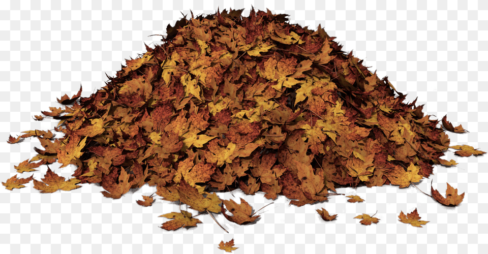 Autumn Leaves Pile Of Leaves, Leaf, Maple, Plant, Tree Png Image