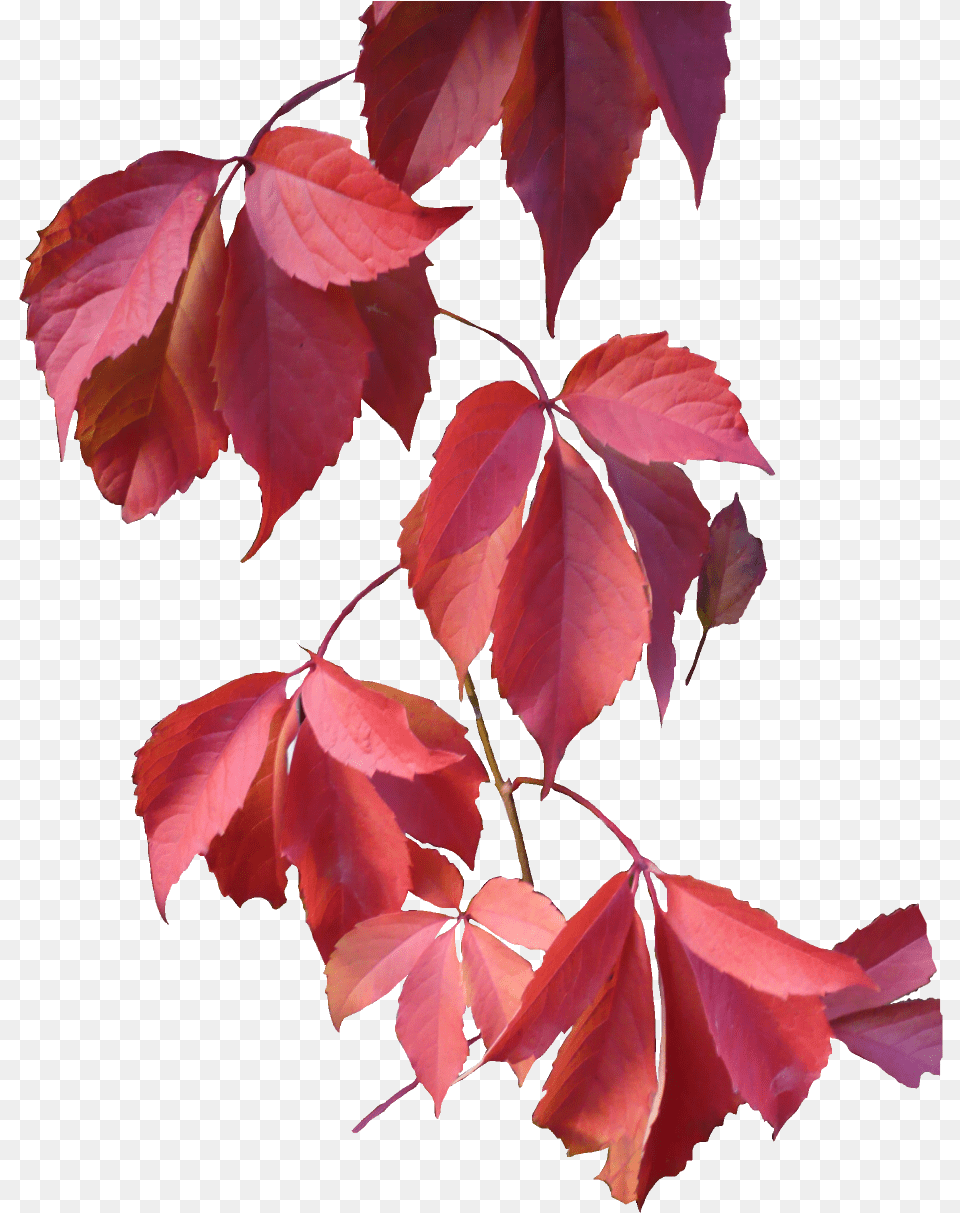 Autumn Leaves Pink, Leaf, Maple, Plant, Tree Free Transparent Png