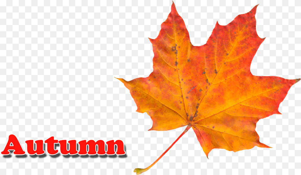 Autumn Leaves Portable Network Graphics, Leaf, Maple, Plant, Tree Png