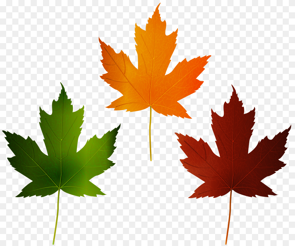 Autumn Leaves Set Clip Art Free Png