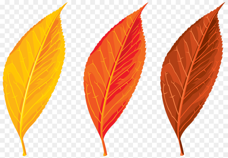 Autumn Leaves Set Clipart, Leaf, Plant Free Transparent Png