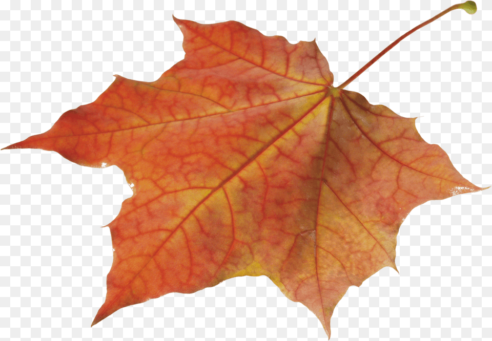 Autumn Leaves Solo Left, Leaf, Plant, Tree, Maple Free Png