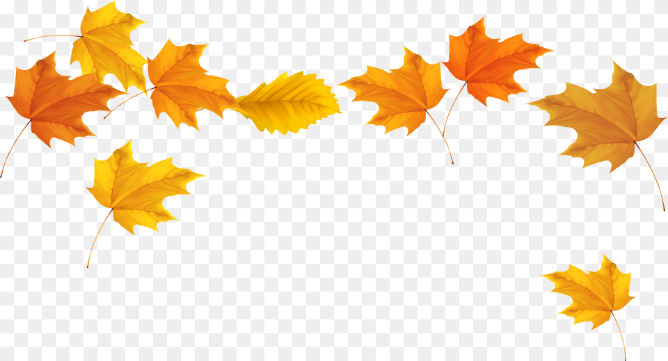 Autumn Leaves Transparent, Leaf, Plant, Tree, Maple Png Image