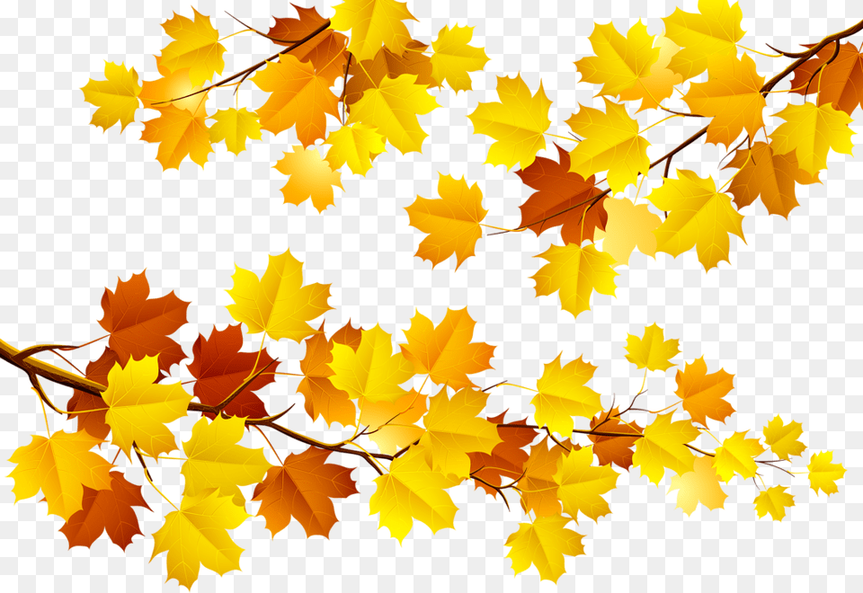 Autumn Leaves Transparent, Leaf, Plant, Tree, Maple Png