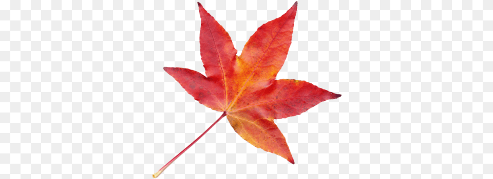 Autumn Leaves Autumn Leaf Plant, Tree, Maple, Maple Leaf Free Transparent Png