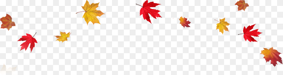 Autumn Leaves Background, Leaf, Plant, Tree, Maple Free Transparent Png