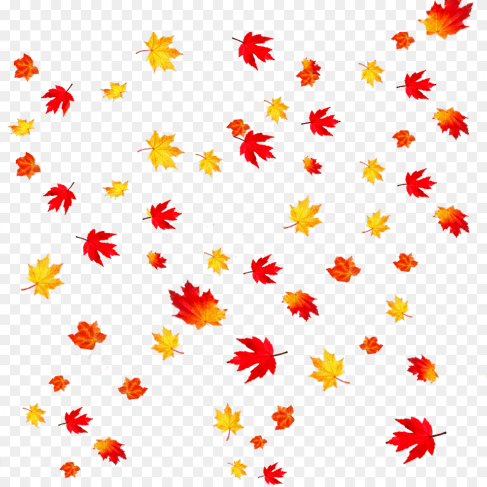 Autumn Leaves Transparent Background Clipart Fall Leaves Transparent Background, Leaf, Plant, Tree, Maple Leaf Png Image