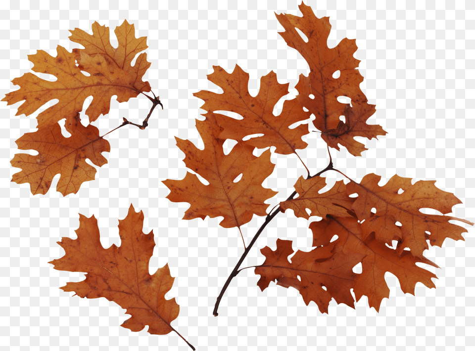 Autumn Leaves Transparent Background Dried Leaves, Leaf, Plant, Tree, Maple Png Image