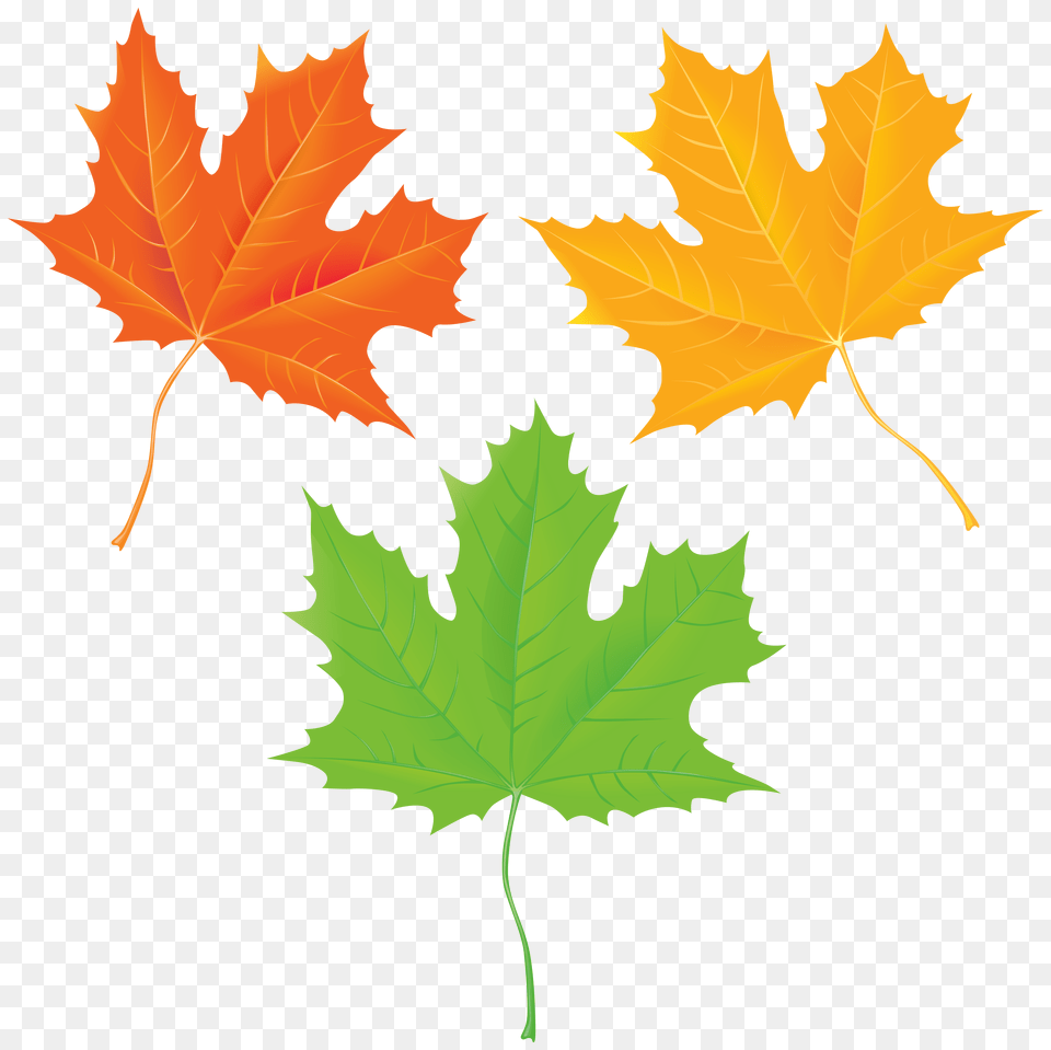 Autumn Leaves Transparent Clip Art, Leaf, Maple Leaf, Plant, Tree Png Image