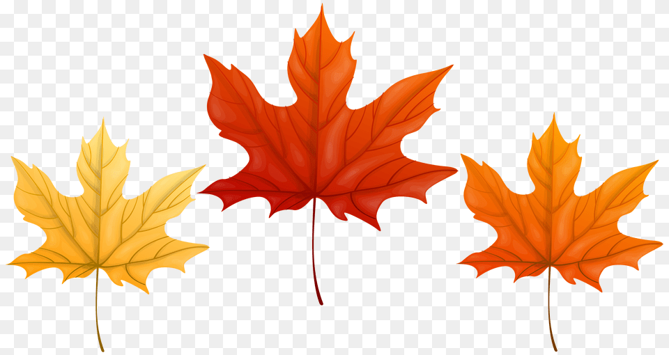 Autumn Leaves Transparent Clip Art Gallery, Leaf, Plant, Tree, Maple Leaf Png Image