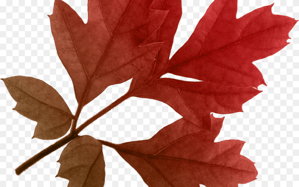 Autumn Leaves Transparent Download Transparent Free Autumn, Leaf, Plant, Tree, Maple Png Image