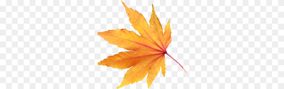 Autumn Leaves Transparent Image Web Icons, Leaf, Plant, Tree, Maple Leaf Png