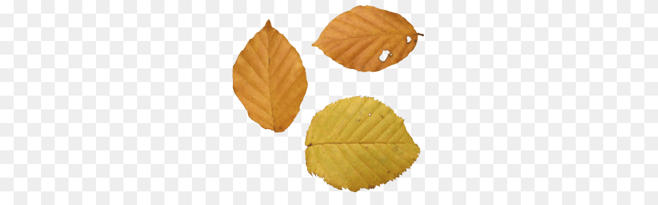 Autumn Leaves Web Icons, Leaf, Plant, Tree Png