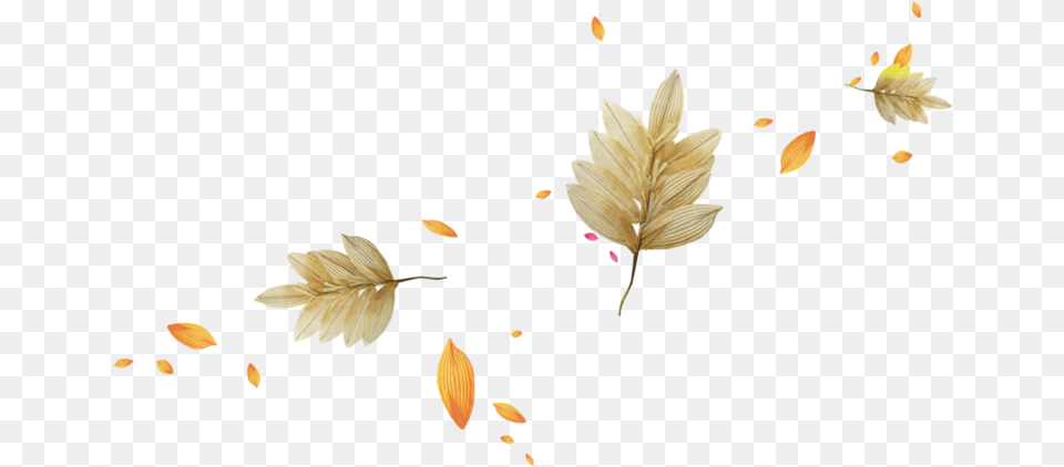 Autumn Light Leaves Leaf Download Hq Clipart Son Bahar Yapraklar, Flower, Petal, Plant, Acanthaceae Free Png