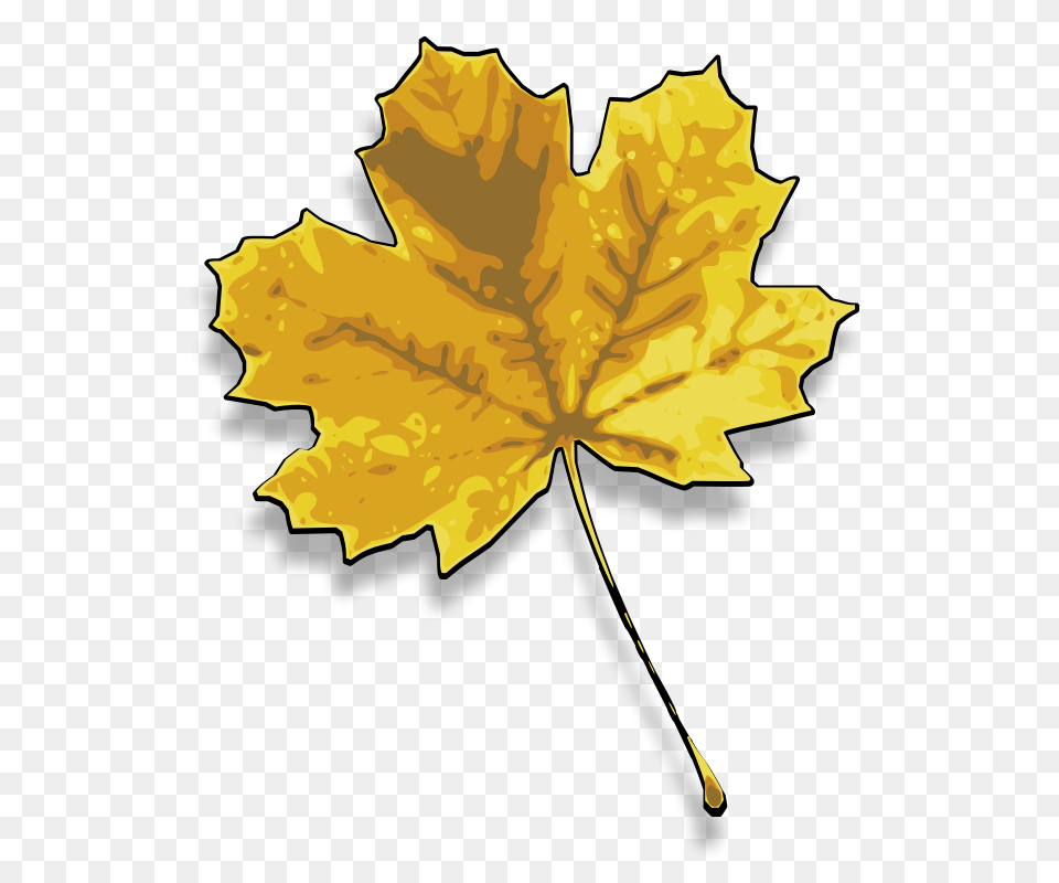 Autumn Maple, Leaf, Maple Leaf, Plant, Tree Png Image