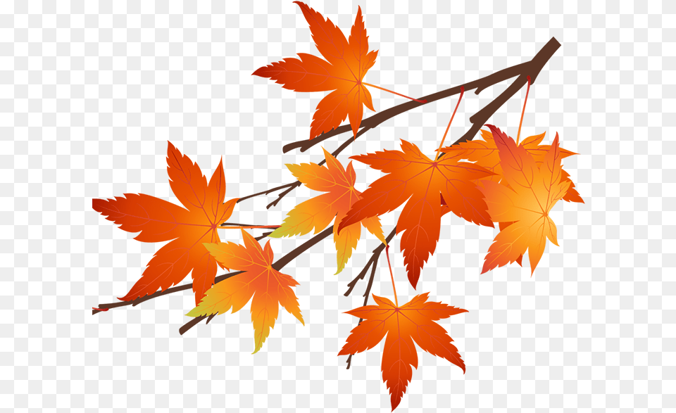 Autumn Maple Leaf, Plant, Tree, Maple Leaf Png Image