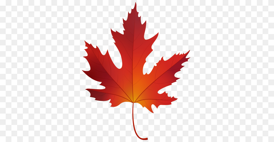 Autumn Maple Leaf Clip Art, Plant, Tree, Maple Leaf, Person Png Image