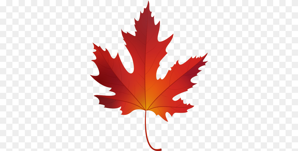Autumn Maple Leaf Clip Art Color Of Sugar Maple Leaf, Plant, Tree, Maple Leaf, Person Png