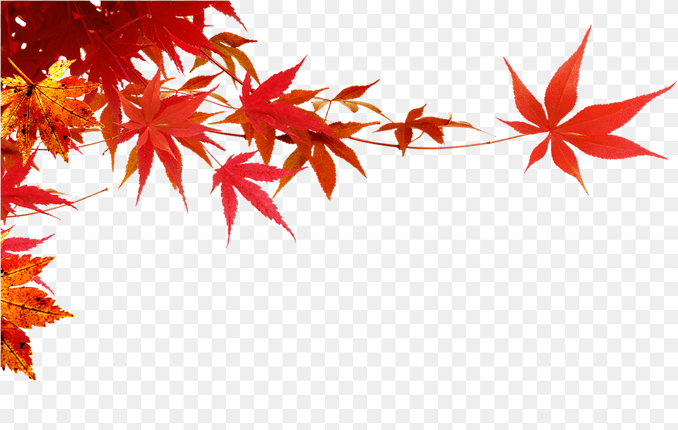 Autumn Maple Leafmaple Branch Download Maple Leaf Transparent, Plant, Tree, Maple Leaf Png Image