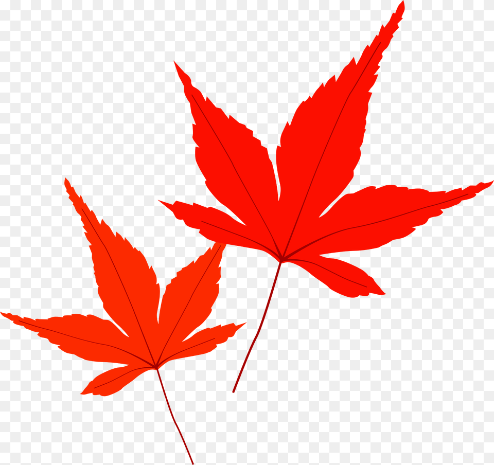 Autumn Maple Leaves Clipart, Leaf, Plant, Tree, Maple Leaf Free Png Download