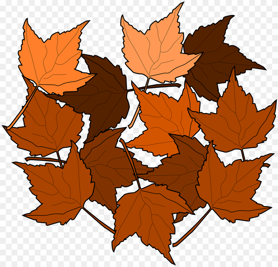 Autumn Maple Leaves Clipart, Leaf, Plant, Tree, Maple Leaf Free Png