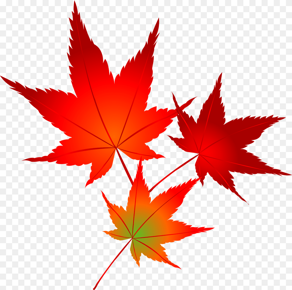 Autumn Maple Leaves Clipart, Leaf, Plant, Tree, Maple Leaf Png Image