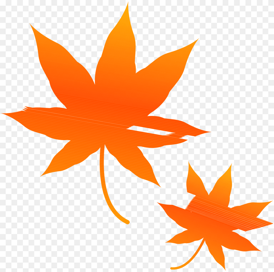Autumn Maple Leaves Clipart, Leaf, Plant, Tree, Maple Leaf Free Png Download