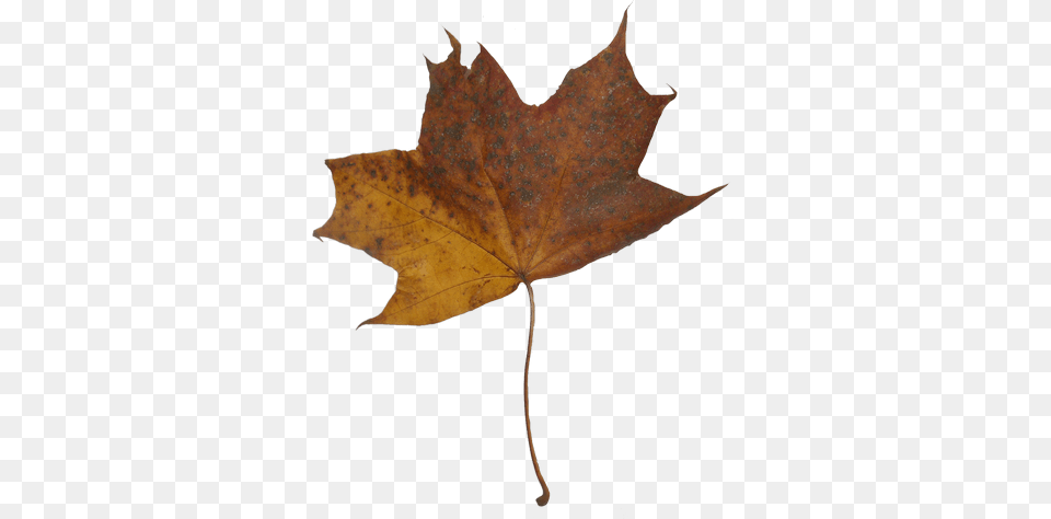 Autumn Maple Leaves Maple, Leaf, Plant, Tree, Maple Leaf Png Image