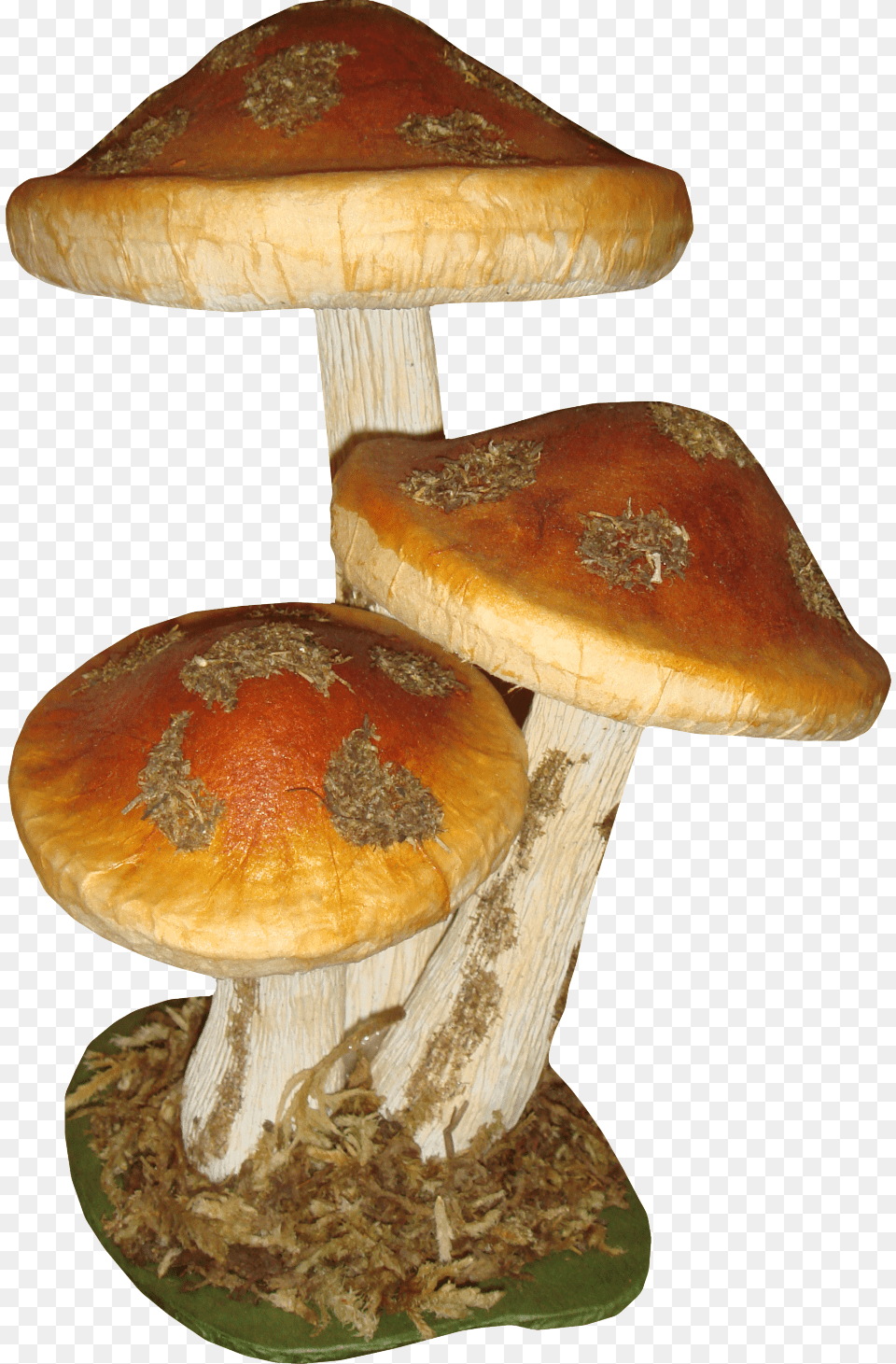 Autumn Mushroom, Fungus, Plant, Agaric, Amanita Png Image