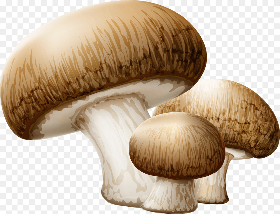 Autumn Mushroom Free Png Download
